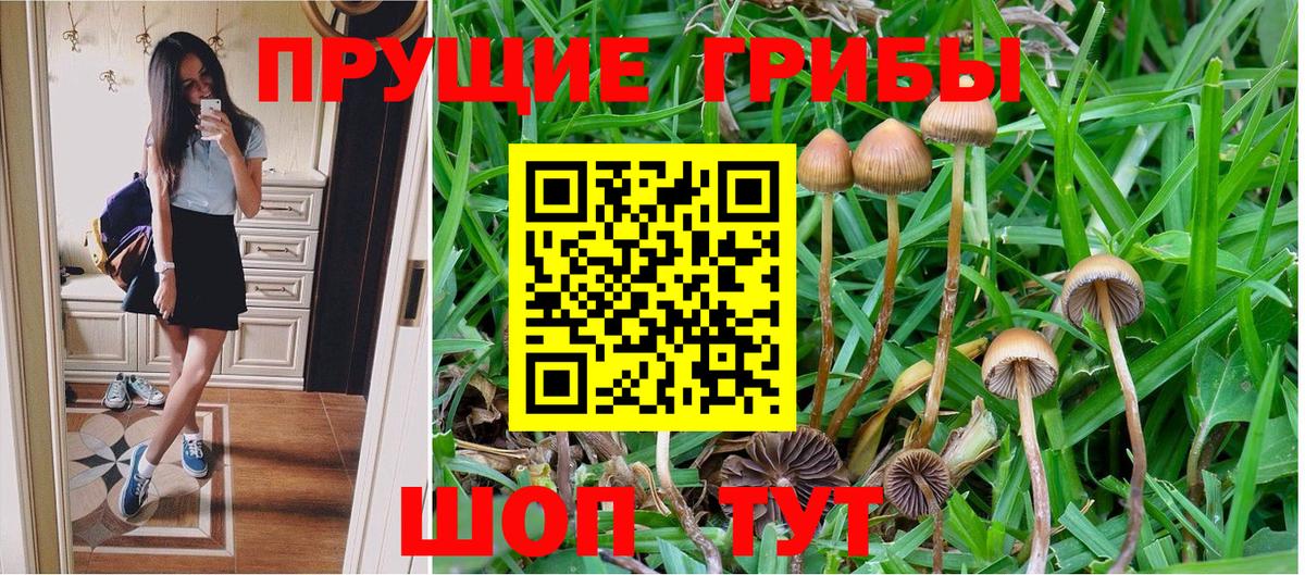 Псилоцибиновые грибы Psilocybine cubensis Качканар